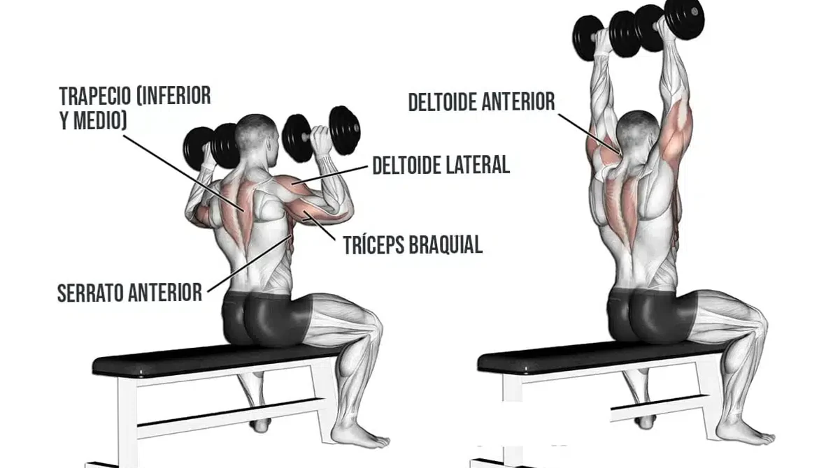 Domina el Press de Hombros con Mancuernas: Fortalece y Protege tus Hombros 2